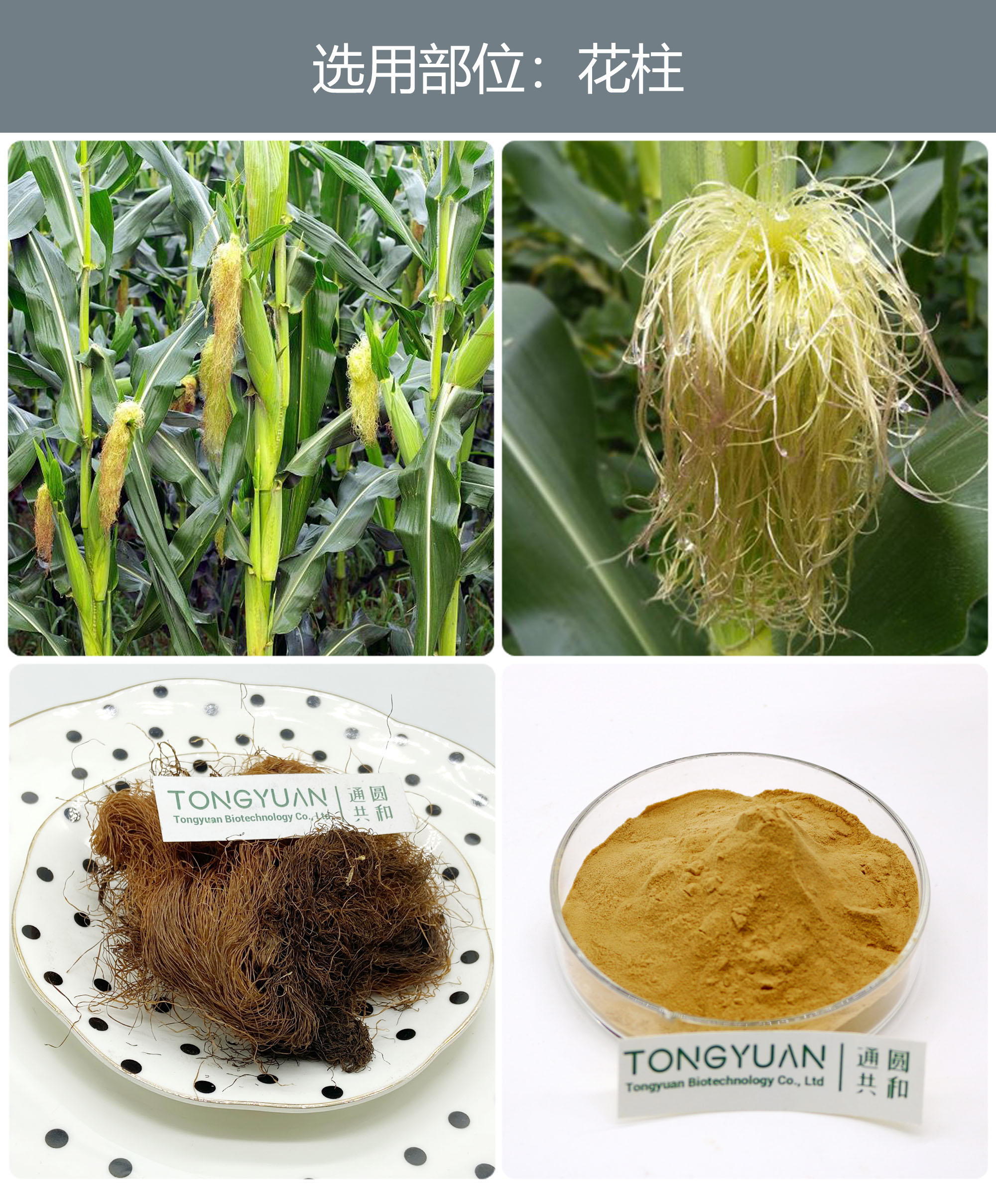 玉米须的功效与作用及禁忌网用 每日一中药——玉米须_华夏智能网